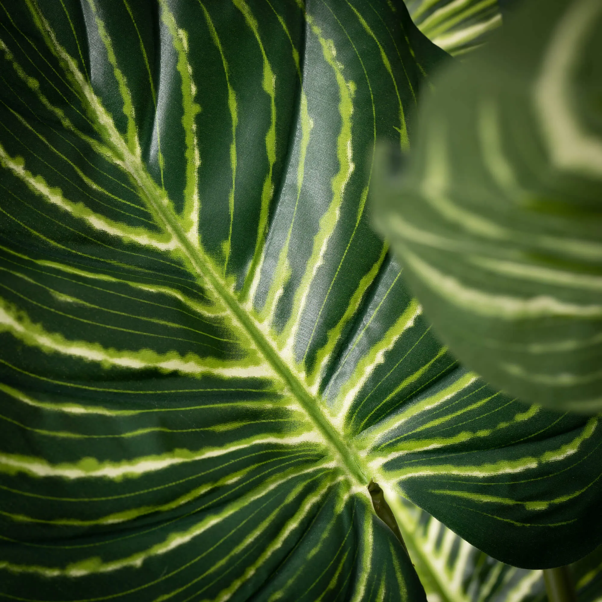 Veined Zebra Palm Plant