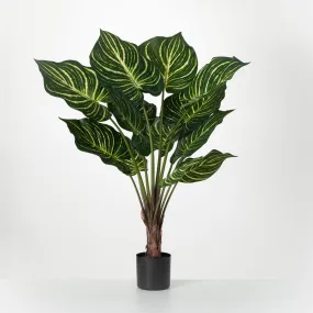 Veined Zebra Palm Plant