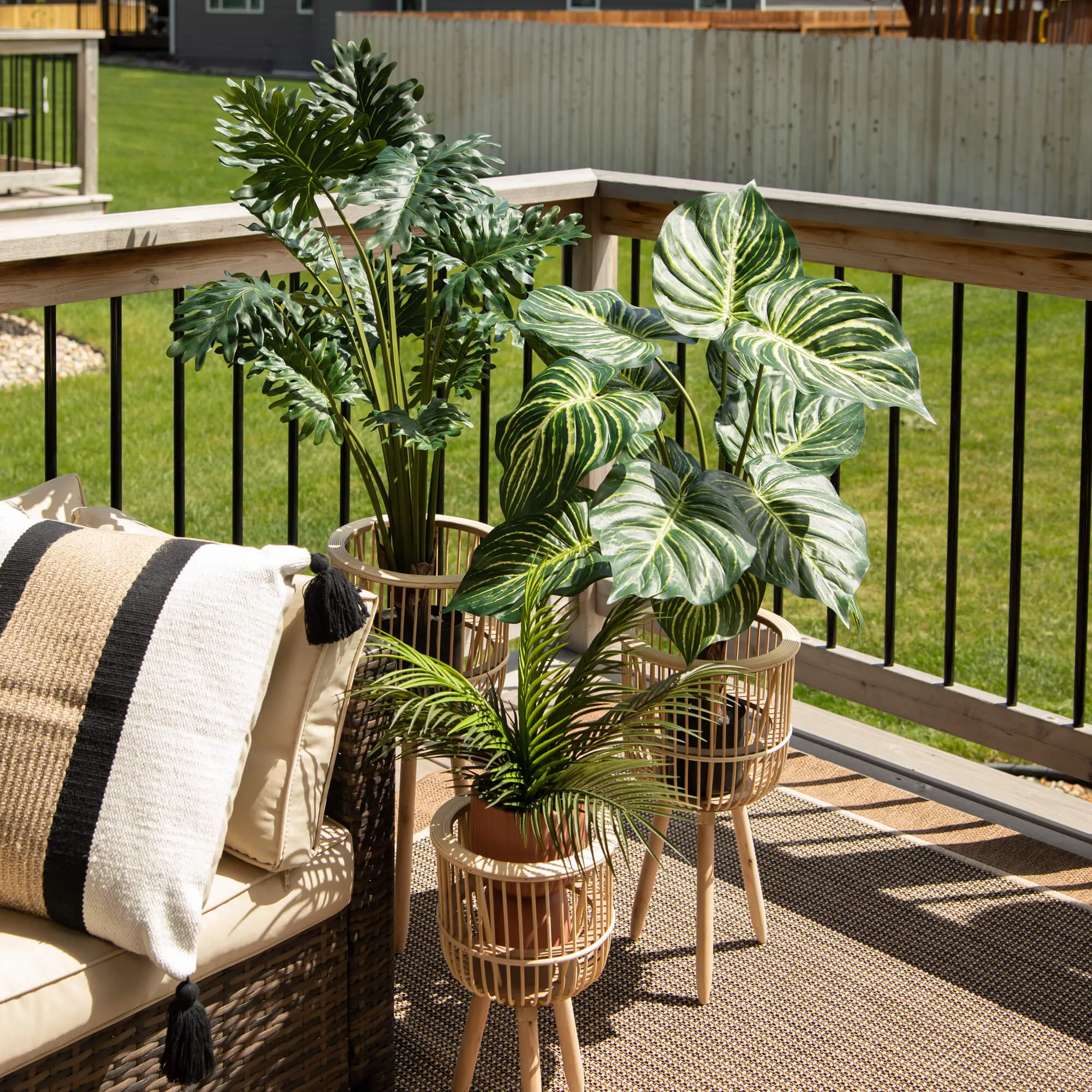 Veined Zebra Palm Plant